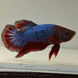 betta splendens man