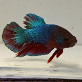 betta splendens man