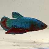 betta splendens man