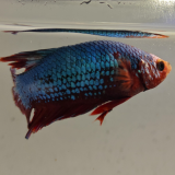 betta splendens man