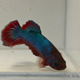 betta splendens man
