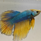 betta splendens man