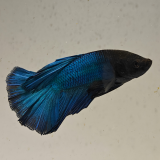 betta splendens man
