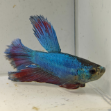 betta splendens man
