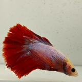 betta splendens man
