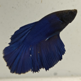 betta splendens man