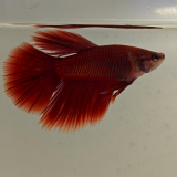 betta splendens man