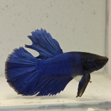 betta splendens man