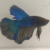 betta splendens man
