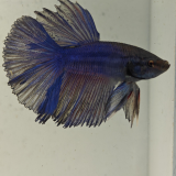 betta splendens man