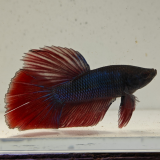 betta splendens man