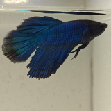 betta splendens man