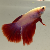 betta splendens man