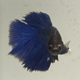 betta splendens man