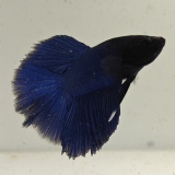 betta splendens man