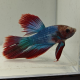 betta splendens man