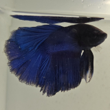 betta splendens man