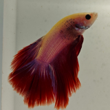 betta splendens man