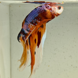 betta splendens man