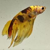 betta splendens man
