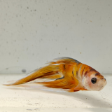 betta splendens man