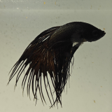 betta splendens man