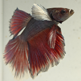 betta splendens man