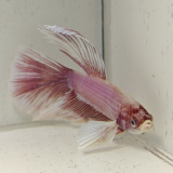 betta splendens man