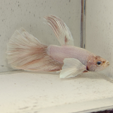 betta splendens man