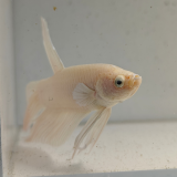 betta splendens man