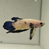 betta splendens man