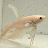 betta splendens man