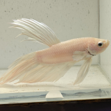 betta splendens man