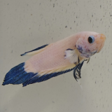 betta splendens man