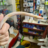 Pantherophis guttatus 