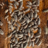 armadillidium maculatum