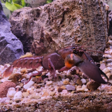 Cherax boesemani