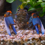 Cherax alyciae