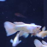 Lebistes reticulatus (man) gold