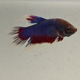 betta splendens man