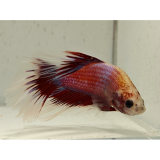 betta splendens man