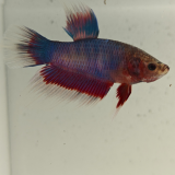 betta splendens man