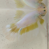 betta splendens man