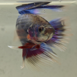 betta splendens man