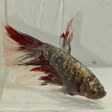 betta splendens man