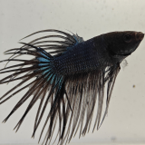 betta splendens man