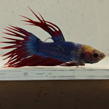 betta splendens man