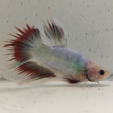 betta splendens man