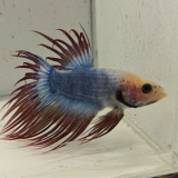 betta splendens man