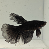 betta splendens man